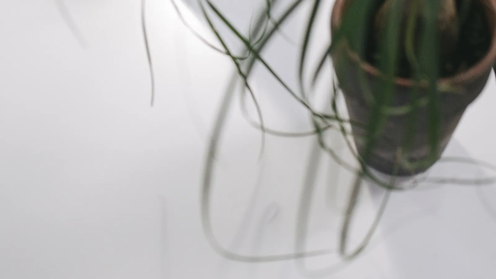 Trailing green plant against a bright white wall, a calm space for reading and planning